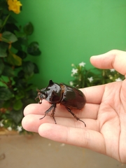 Strategus aloeus