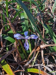 Iris macrosiphon
