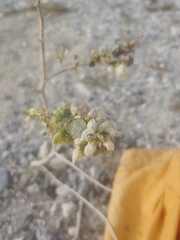 Dicoria canescens