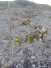 Dicoria canescens