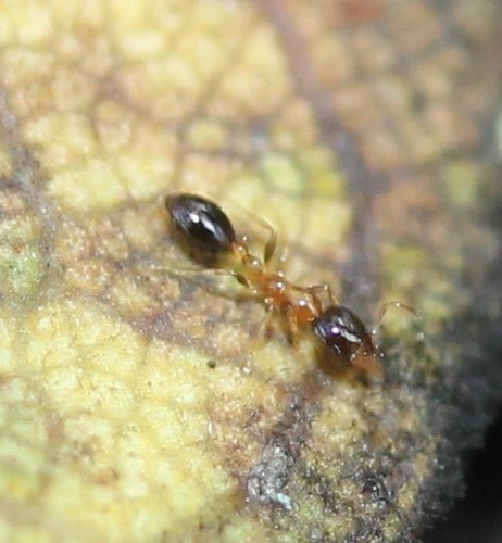 Flower Ant photo 5