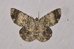 Amblychia subrubida