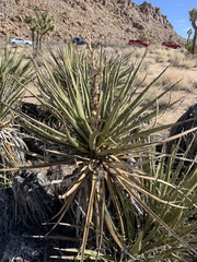 Yucca schidigera