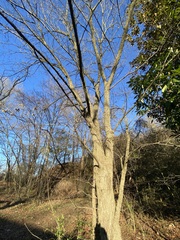 Planera aquatica