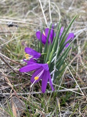 Olsynium douglasii