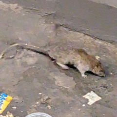 Rattus norvegicus