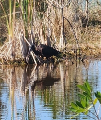 Plegadis falcinellus