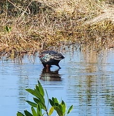 Plegadis falcinellus