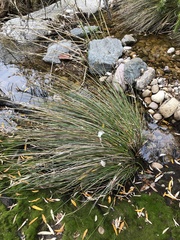 Juncus acutus leopoldii