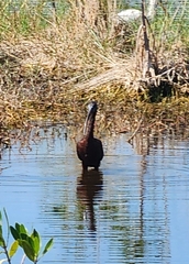 Plegadis falcinellus