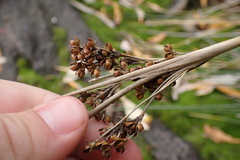 Juncus acutus leopoldii