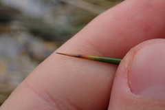 Juncus acutus leopoldii