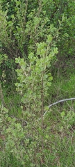 Malacothamnus fasciculatus