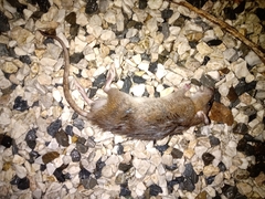 Muroidea