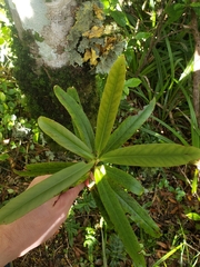 Myrsine salicina