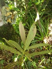 Myrsine salicina