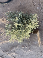 Johnstonella angustifolia