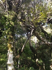 Myrsine salicina