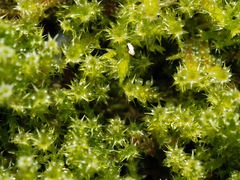 Rhytidiadelphus squarrosus