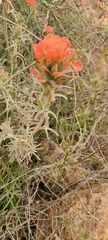 Castilleja foliolosa