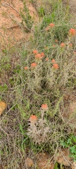 Castilleja foliolosa