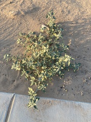 Dicoria canescens