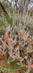 Castilleja foliolosa