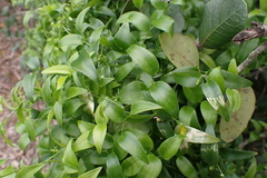 Asparagus asparagoides