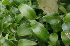 Asparagus asparagoides