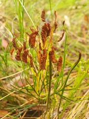Schizaea bifida