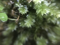 Plagiomnium venustum