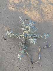 Dicoria canescens