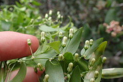 Asparagus asparagoides