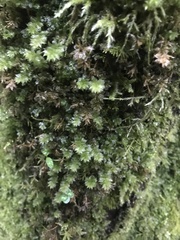 Plagiomnium venustum