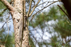 Sciurus niger cinereus