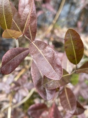 Chamaedaphne calyculata