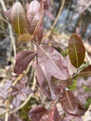 Chamaedaphne calyculata
