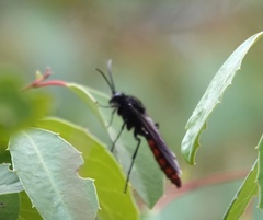 Elaphroptera