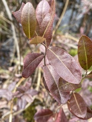 Chamaedaphne calyculata