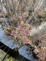 Chamaedaphne calyculata