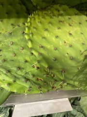 Opuntia