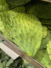 Opuntia