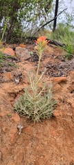 Castilleja foliolosa