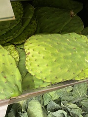 Opuntia