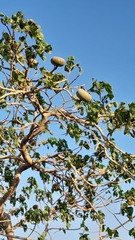 Hura polyandra