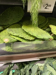 Opuntia