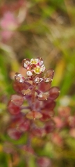 Lepidium nitidum