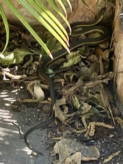 Thamnophis hammondii