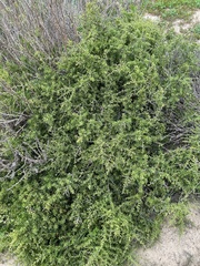 Lycium californicum