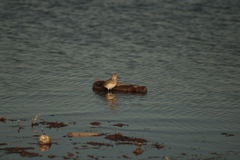 Calidris bairdii